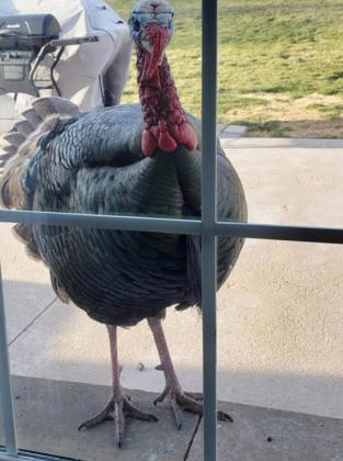 Pecking (knocking) for food and water at Hayward’s. Cecilia Hayward