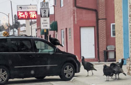 Chuck Wingebach’s van is just one of many vehicles the turkeys have been seen on. Connie Garza