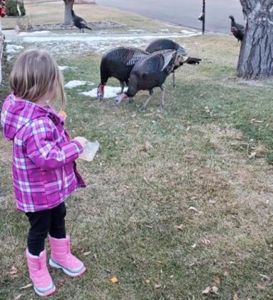 3-year-old Kinley Crisp dropped her crackers, which the turkeys were happy to help clean up! Katie Crisp