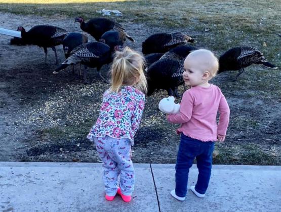Cousins Aurora Polt (left) and Diem Feeney feeding the turkeys in Neal and Cecilia Hayward’s backyard. Jessica Polt