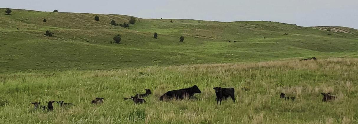 Lyn Crisp submitted this photo of one mama cow surrounded by many babies, a common scene in the Nebraska Sandhills. It truly takes a village to raise up young ones - two legged and four legged! Lyn Crisp