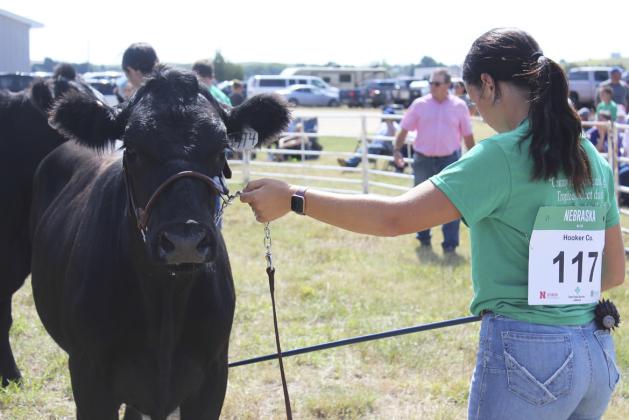 Graduating senior Izabella Brown shows in her last Hooker County 4-H livestock show. Gerri Peterson
