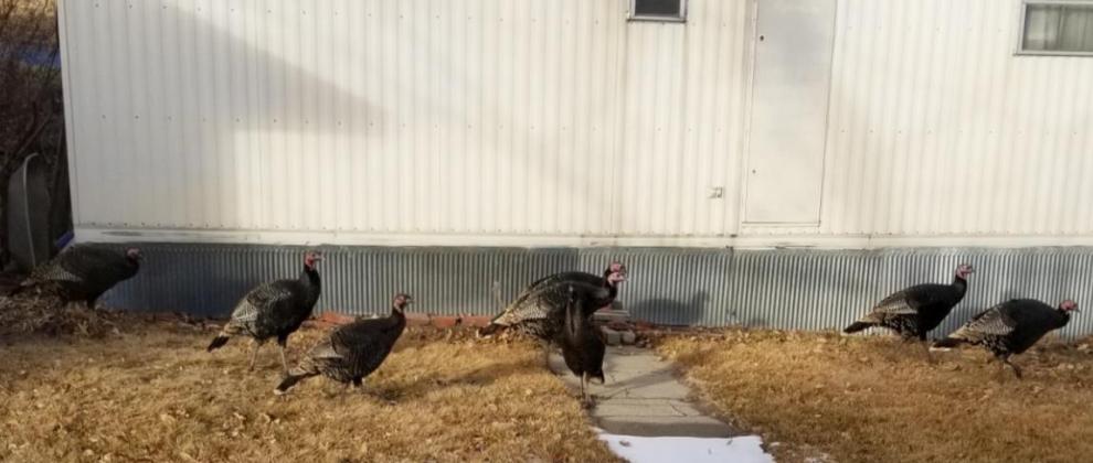 In Ken Clark’s weekly letters to his family, he has documented his experiences with the Mullen turkeys. They have followed him on his walks more than once - here they are pictured right outside he and Nina’s house after they followed him home. Nina Clark