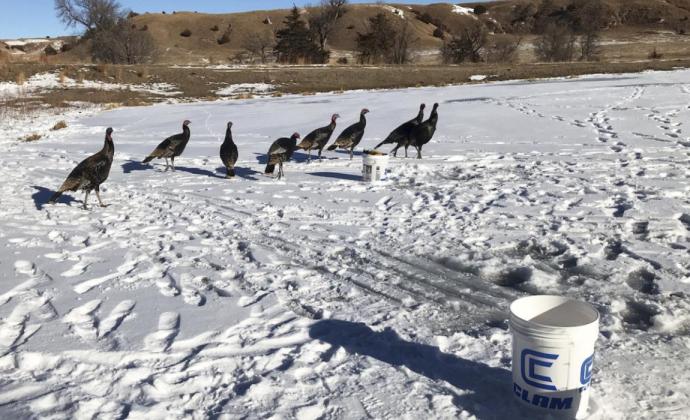 The “town” turkeys often go back and forth between town and the Middle Loup River. They were really hoping that Dane and Teal Peterson had a handout for them while they were ice fishing on New Year’s Day. Dane Peterson