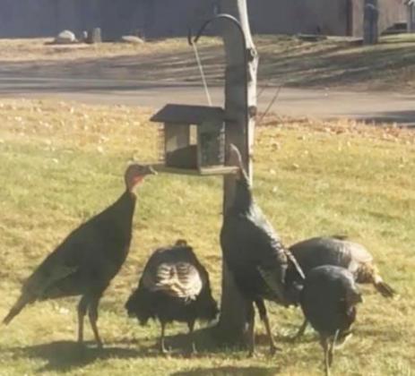 Amber Zimmerman said she’s sent so many Snapchats of the turkeys to her friends that one of them has written a children’s story about Charley’s turkeys. Amber Zimmerman