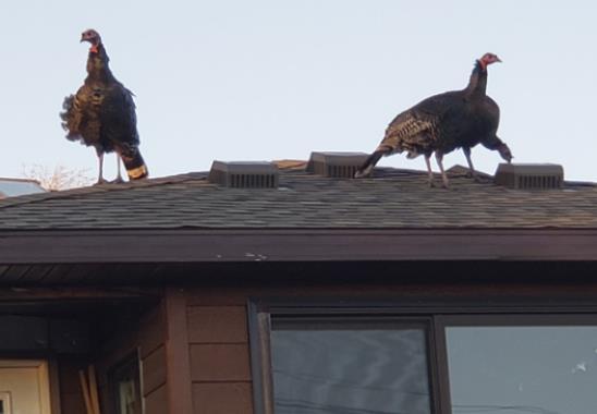 We’ve heard about reindeer on the roof... but turkeys?? Gini Corbin
