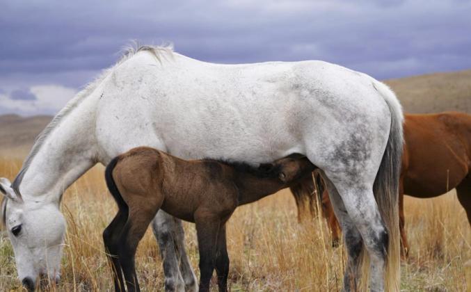 Stardust with her less than 24 hours old colt. Nick Lattin
