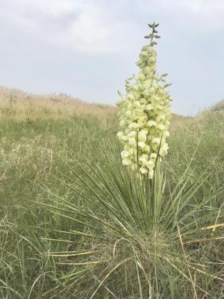 It was a great year for yuccas