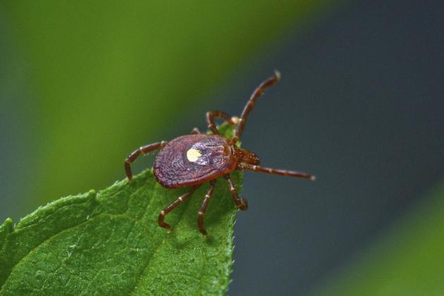 The lone star tick may have infected nearly 500,000 Americans, experts estimate. The tick, which has made its way to Nebraska in part due to climate change and development, is now sickening some Nebraskans – and making some allergic to red meat. Joshua Allen