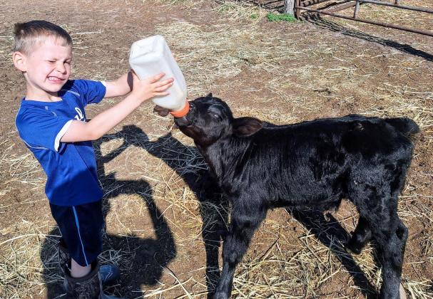 Johnny Phillips and his bucket calf, Milky. Heather Phillips