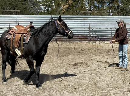 Hunter Brown working with his horse, Roper. Carolee Brown