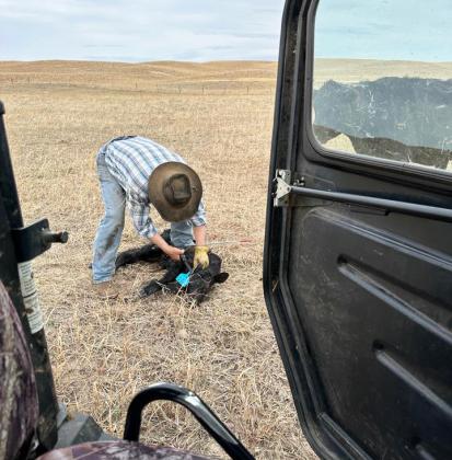 Mama cow watching her baby get tagged by Ted Swendener. Bonnie Swendener