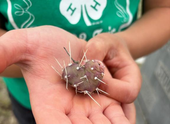 Volunteers’ backs may hate them... but this volunteer found a heart shaped cactus that she loved!