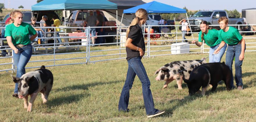 Swine, goats, cattle at Livestock Show
