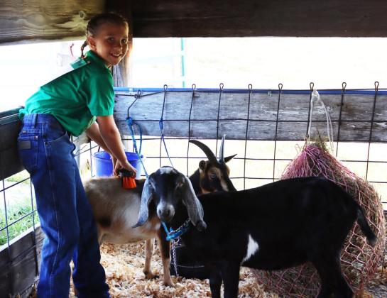 Swine, goats, cattle at Livestock Show