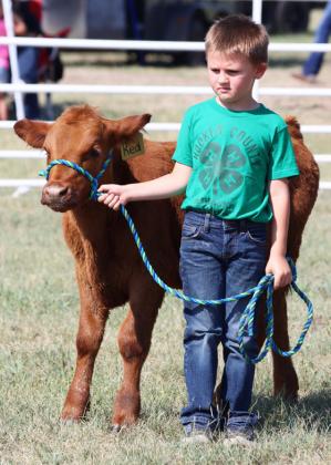 Above: Senior swine showmanship class, l-r: Kassidy Cheever, Hope Miller, Oakes Miller. Right: Aleah O’Brien in the livestock barn with her goats. Bottom right: Zach Hicks talks to judge Kaylee Frye, while dairy cow Glare tries to put in her two cents! Below: Clover Kid Chasin Mc-Intosh shows his bucket calf. Gerri Peterson