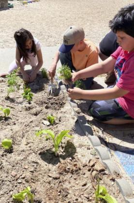 2nd graders plant flowers at elementary