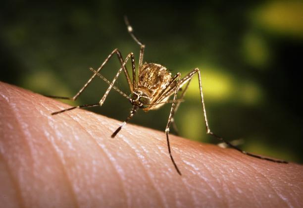 The culex tarsalis mosquito is one of the primary spreaders of mosquito-borne diseases in Nebraska, according to the Nebraska Extension at the University of Nebraska-Lincoln. Culex mosquitoes started showing up in Douglas County in June, earlier than normal. James Gathany, courtesy of the CDC