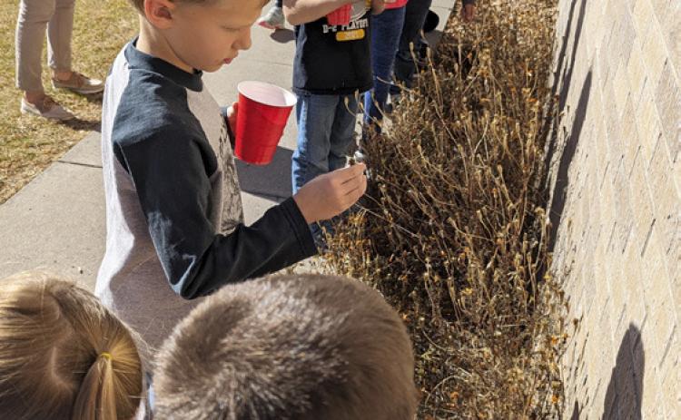 A Mullen Elementary tradition - the kindergarten and first graders recently harvested the marigold seeds at the school! Donalee Barner