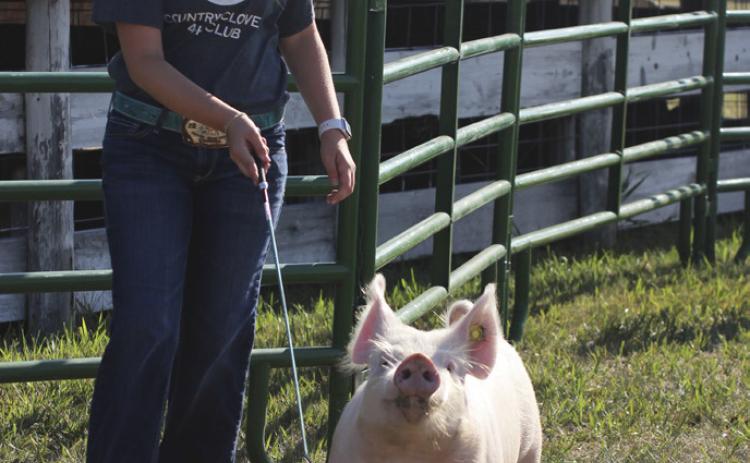 “This Little Piggy Went to the Fair”