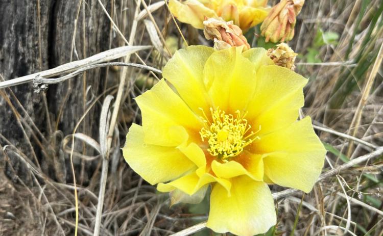 The prickly pear cacti have been showing off here in the Nebraska Sandhills! Gerri Peterson