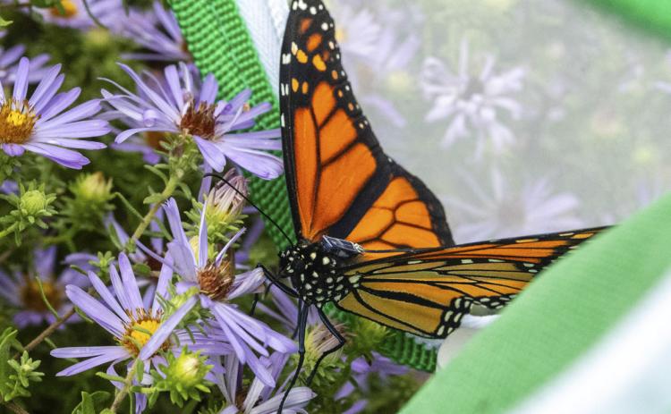A monarch butterfly that has been fitted with a solar-powered, 0.002-ounce Bluetooth-enabled tag is released Sept. 19, 2026, at Ponca State Park as part of Project Monarch, a study that aims to better understand monarch migration. Eric Fowler, Nebraskaland Magazine/Nebraska Game and Parks Commission
