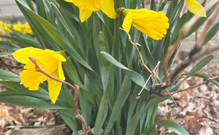Mullen has seen nearly all categories of weather already this spring, but daffodils are resilient and provide some of the first color of the season. Gerri Peterson