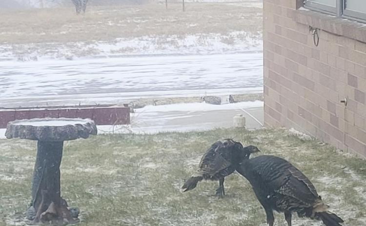 Some of our visitors looked cold last week.