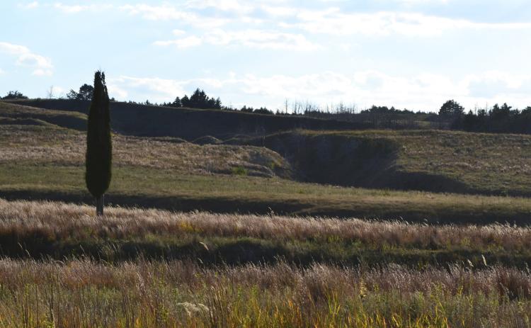 Drivers taking the backroads between Taylor and Sargent will spot dozens of strangely columnar juniper trees failing to blend in with the rest.