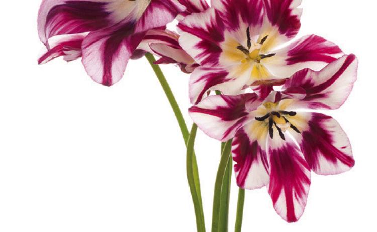 Raising amaryllis flowers at home