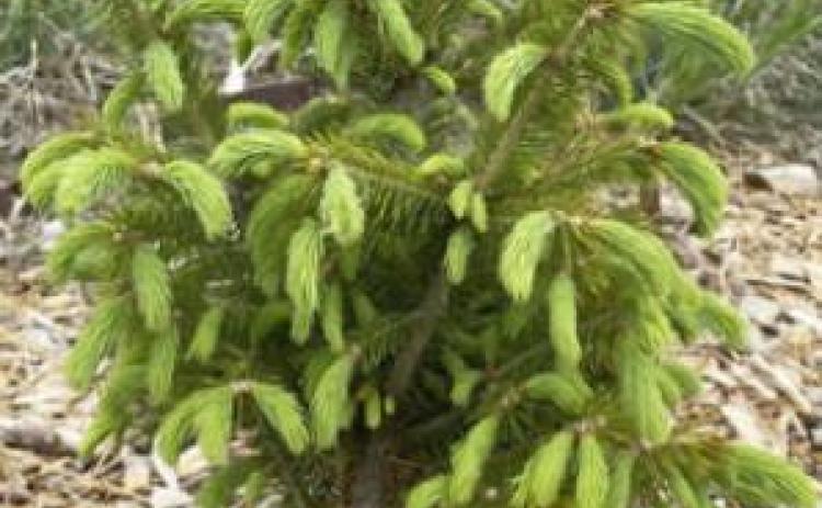 Free trees available from the Upper Loup NRD