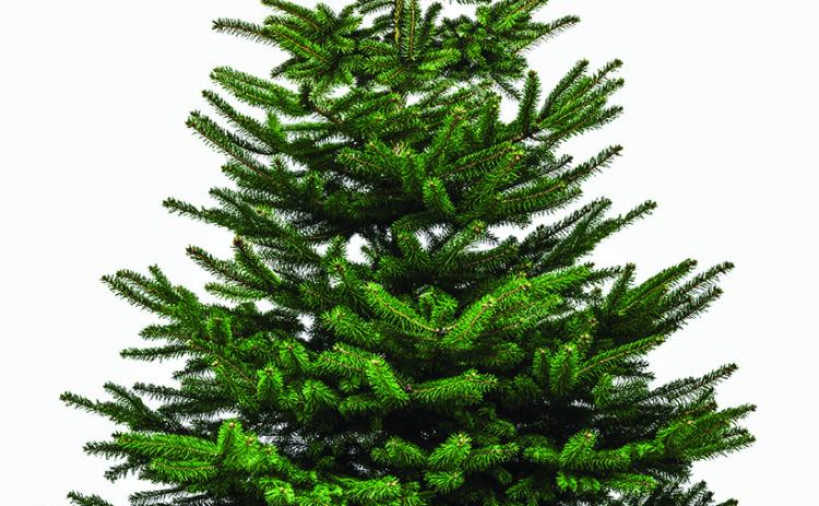 Christmas tree cutting permits for sale
