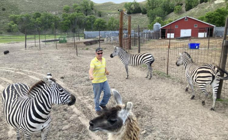 Flip Licking coaxes a zebra over for a treat while feeding the zebra herd on the land he owns outside Seneca; the creatures are a popular backdrop for weddings held on his exotic animal ranch. A nearby alpaca is also expressing interest. Cindy Lange-Kubick/Flatwater Free Press