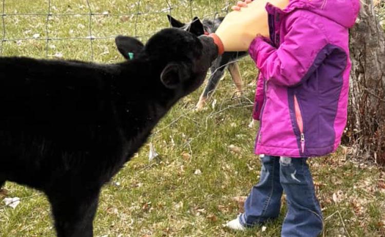 Mendy Stichka submitted this photo of her granddaughter Violet Stichka feeding her calf.