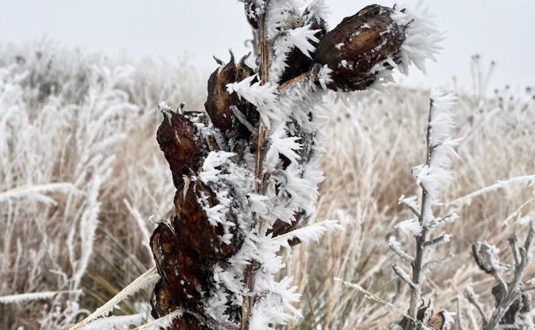 Dense fog creates a winter wonderland