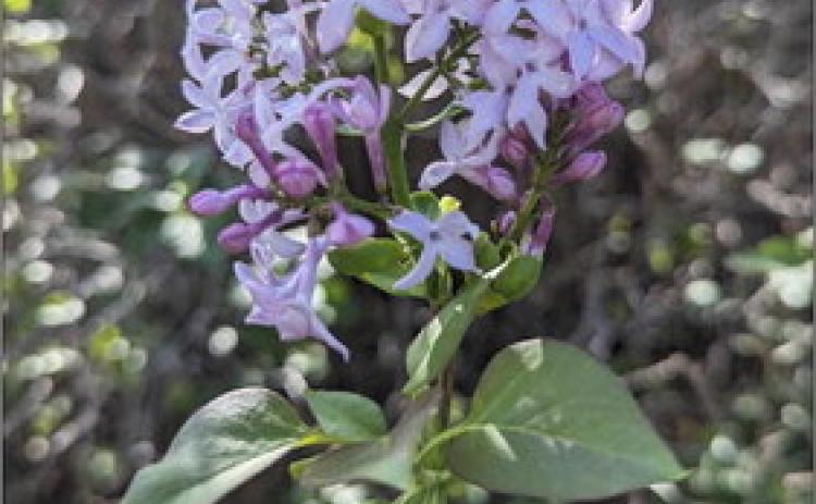 October blooming lilacs in Mullen. Heather Phillips
