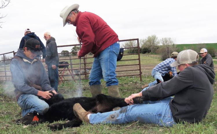 Crew members hold a calf while Bruce Treffer of Lexington applies the Treffer Ranch brand. Lori Potter