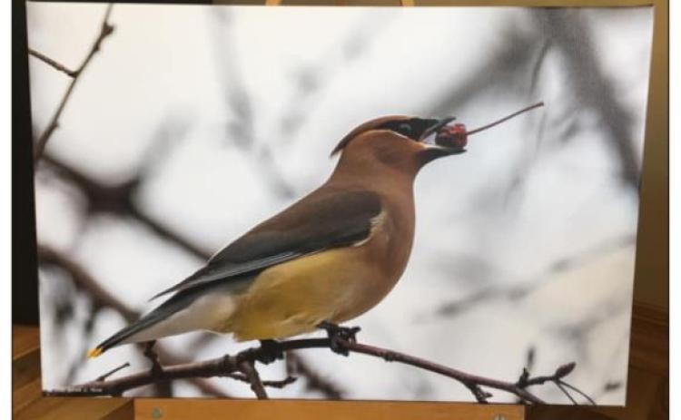 Cedar Waxwing with Crabapple, photo by Garald Horst.
