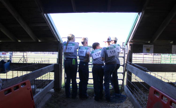 Watching the 4-H livestock show from the livestock barn, l-r: Kassidy Cheever, Duke Miller, Zach Hicks, Oakes Miller, Brandt Mundorf. Gerri Peterson