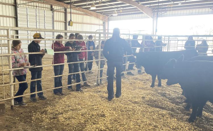 Mullen FFA competes at District Livestock Judging