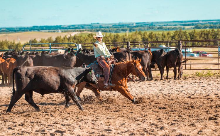 Whitney Jennings competing in the Bassett cutting. Bar A Bar Photography - Hayden Jennings