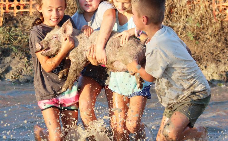 L-r: Addison Mundorf, Ryann Walz, Ryhme Pettit and Brogan Seeley carry their pig to the pig wrestling bucket. Gerri Peterson