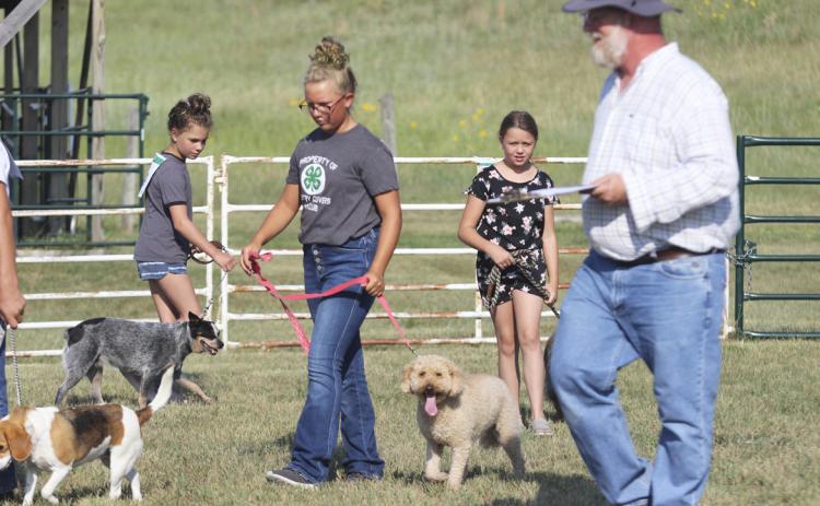 Judge Kris Ganoung walks around the show ring as Open Class showman Emma Nordahl and 4-H members Riley Hegland and Audrabell Werth show their dogs last Monday. Gerri Peterson