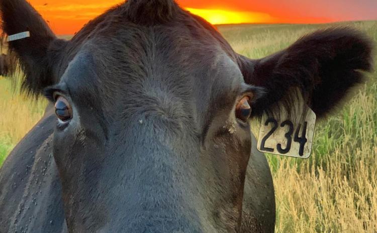 The Ranchers Blog