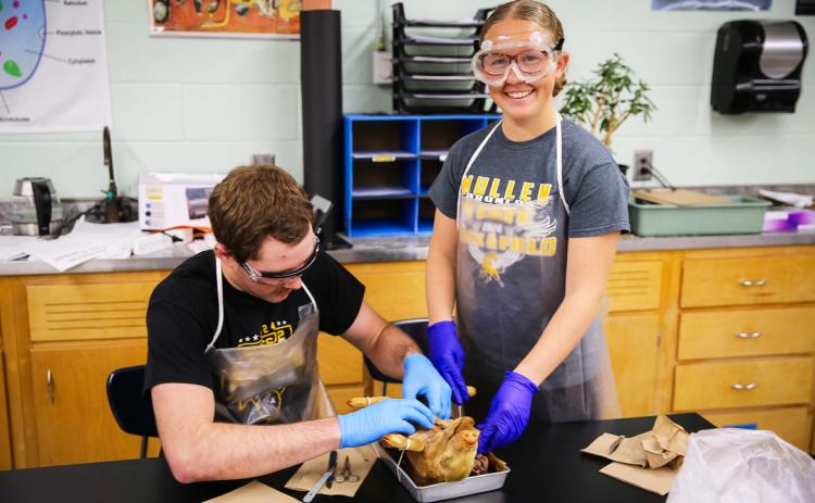 The MHS anatomy students spent a few days last week dissecting fetal pigs. Pictured are Jason Kraus and Riley Hegland.