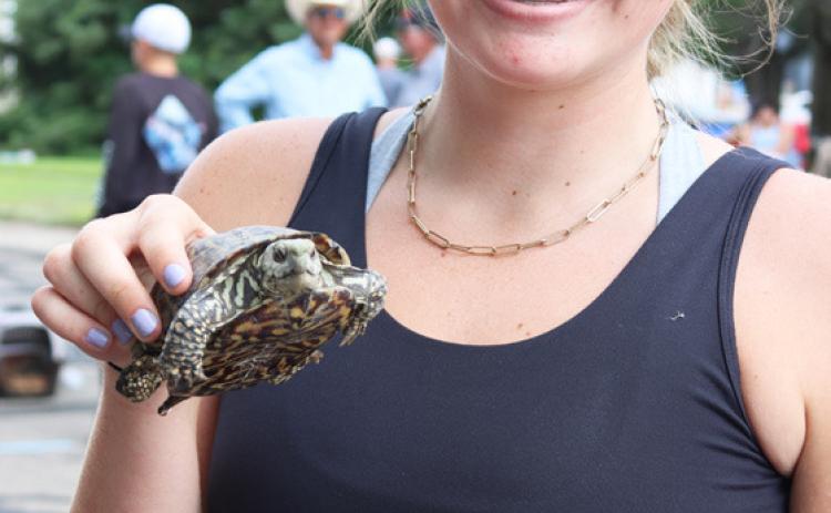 59 turtles race at Hooker County Fair