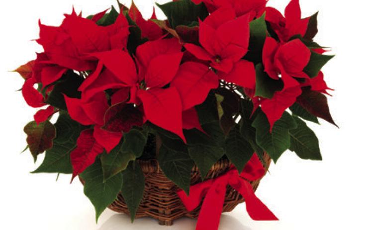 Easy poinsettia home care tips