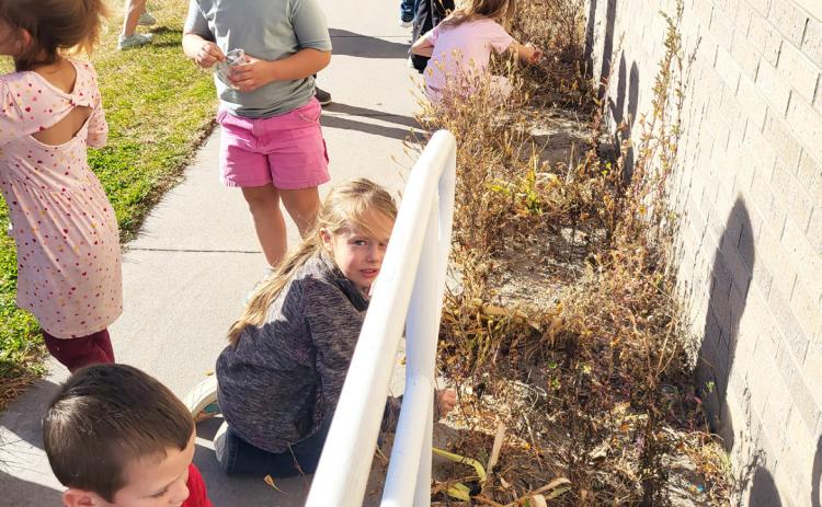The Mullen kindergarten and 1st graders harvested marigold seeds last week in front of Mullen Elementary. Leanne DeKay
