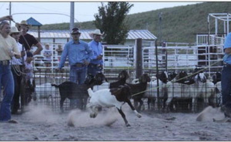 Two hundred teams competed in the Goat Roping on Friday evening, Aug. 5. Pictured are the father/ daughter team of Bryan and Faith Miller. Results for the night were: 1. Tod Shepherd &amp; Cody Sierks ($800), 2. Jay Lovitt &amp; Ryan Shepherd ($600), 3. Quincy Opela &amp; Ryan Shepherd ($400). Gerri Peterson