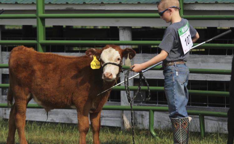 Oakes Miller showing his bucket calf at the 4-H Livestock Show. Gerri Peterson